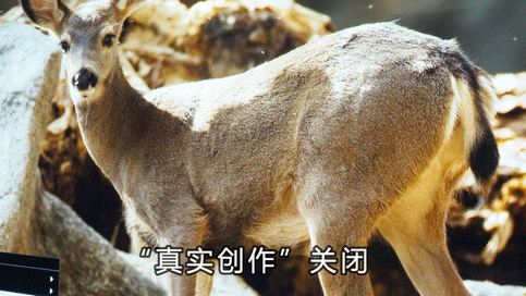 11.gif